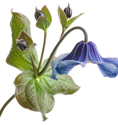 Stand by Me Bush Clematis