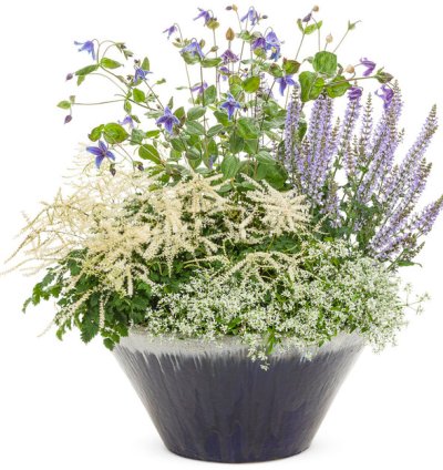 Stand by Me Bush Clematis