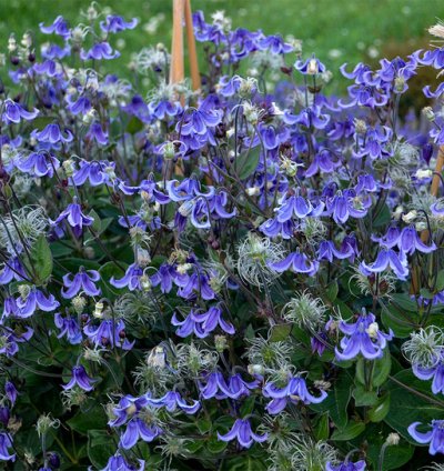 Stand by Me Bush Clematis