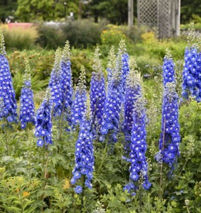 Cobalt Dreams Larkspur