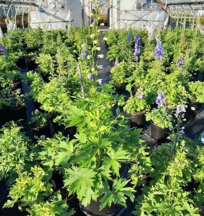 Cobalt Dreams Larkspur