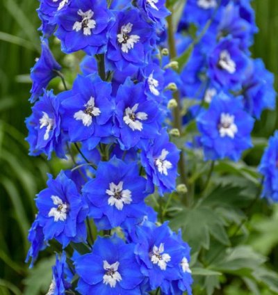 Cobalt Dreams Larkspur