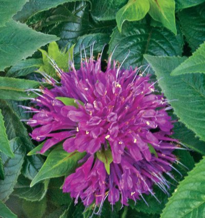 Pardon My Purple Bee Balm