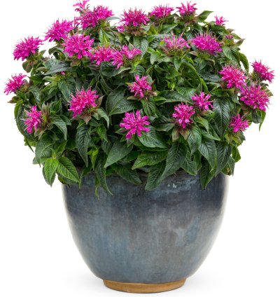Pardon My Purple Bee Balm