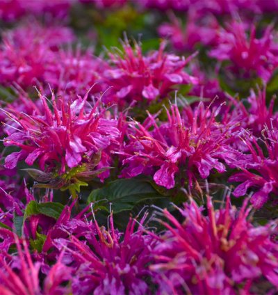 Pardon My Purple Bee Balm