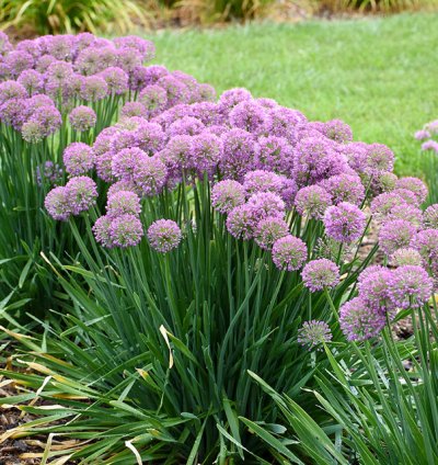 Serendipity Allium