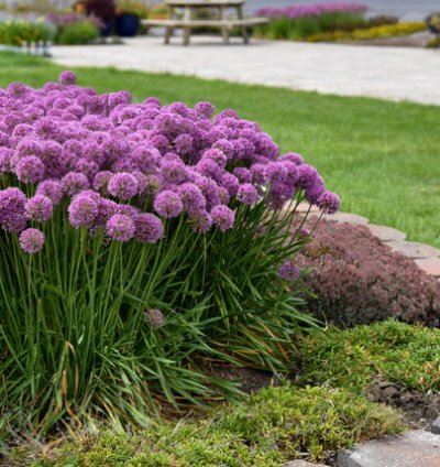 Serendipity Allium