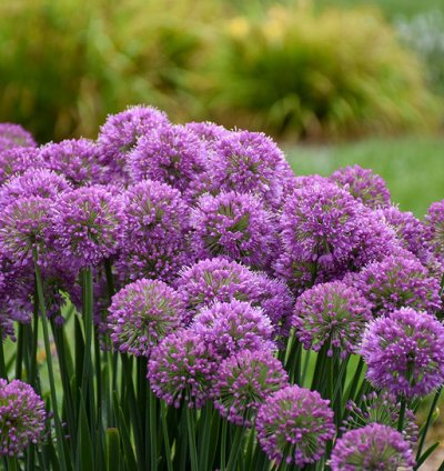 Serendipity Allium
