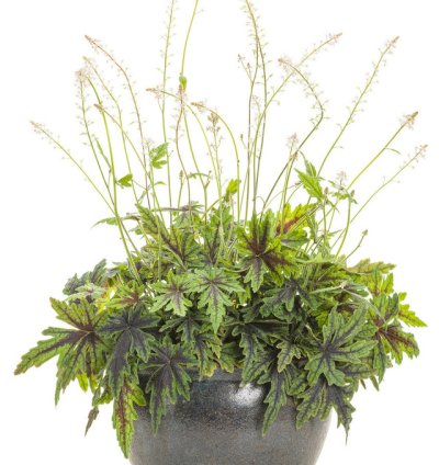 Cutting Edge Foamflower