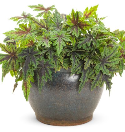 Cutting Edge Foamflower