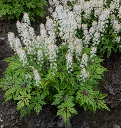 Cutting Edge Foamflower