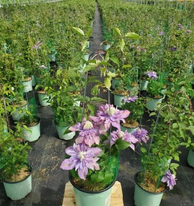 Diamantina Clematis