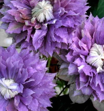 Diamantina Clematis