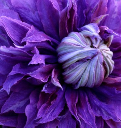 Diamantina Clematis