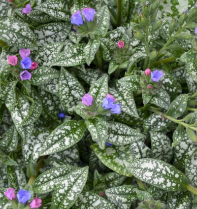 Pink a Blue Lungwort
