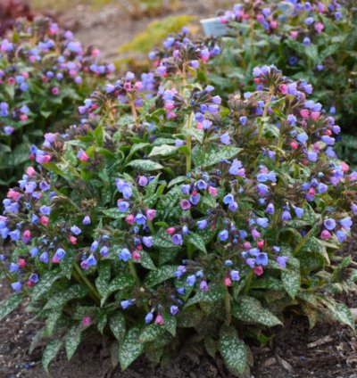 Pink a Blue Lungwort