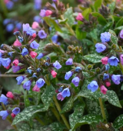 Pink a Blue Lungwort