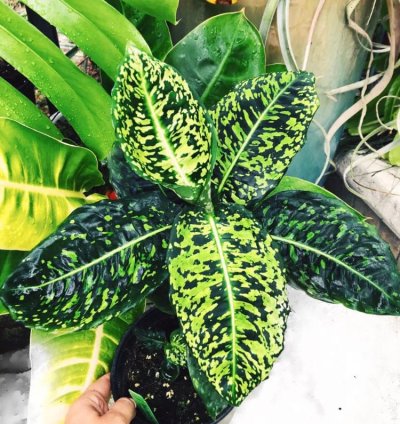 Dieffenbachia Reflector Aroid Potted plant 4 rooted