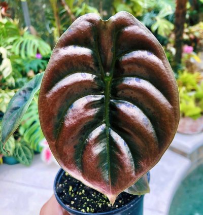 Alocasia Cuprea Jewel Elephant Ear Tropical House Plan