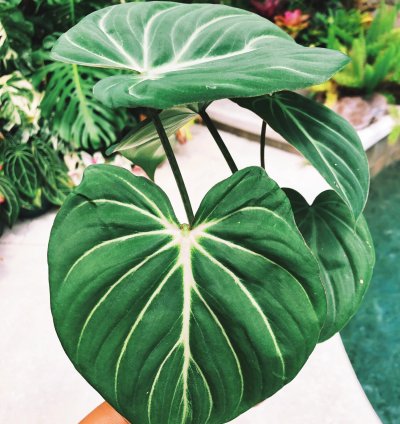 Philodendron Gloriosum Zebra 4 potted plant
