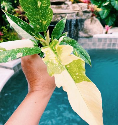 Philodendron Ring of Fire Variegated 4 potted plan