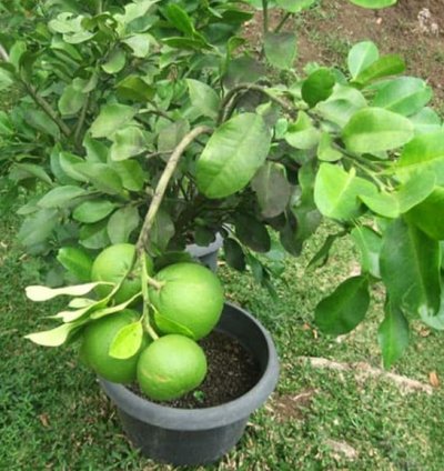 Pomelo Fruit Tree Seedling