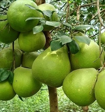 Pomelo Fruit Tree Seedling