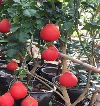 Red Pomelo Fruit Tree Seedling