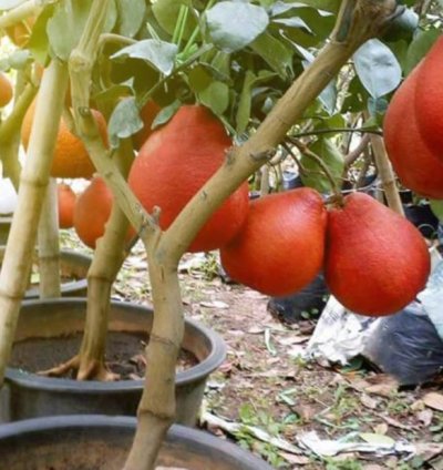 Red Pomelo Fruit Tree Seedling