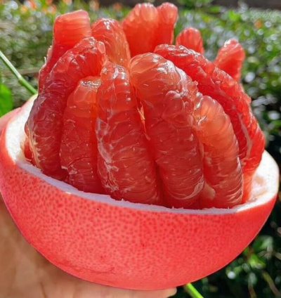 Red Pomelo Fruit Tree Seedling