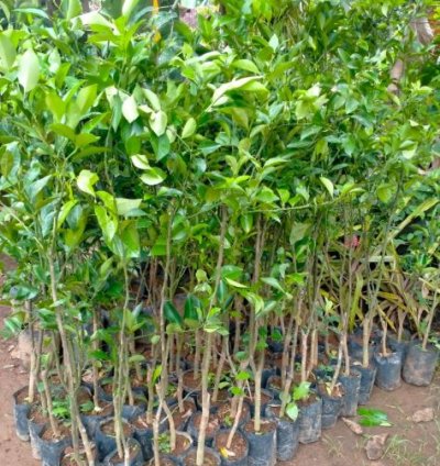 Siam Honey Orange Fruit Tree Seedling