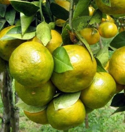 Siam Honey Orange Fruit Tree Seedling