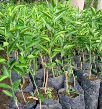 Santang Madu Orange Fruit Tree Seedling