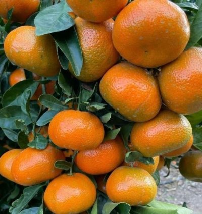 Santang Madu Orange Fruit Tree Seedling