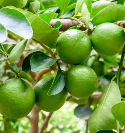 Key Lime (Jeruk Nipis) Fruit Tree Seedling