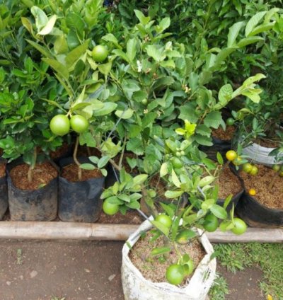 Key Lime (Jeruk Nipis) Fruit Tree Seedling