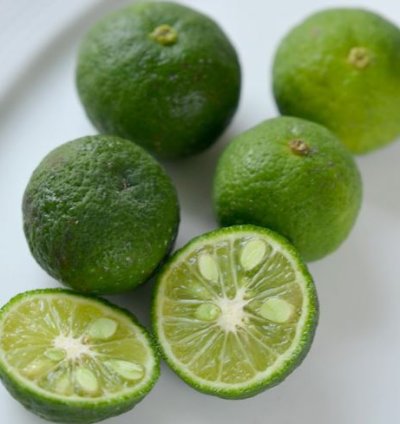 Limau (Wild Lime) Fruit Tree Seedling