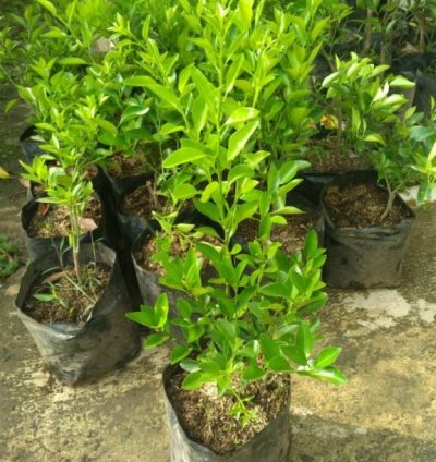 Limau (Wild Lime) Fruit Tree Seedling