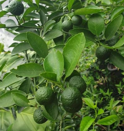 Limau (Wild Lime) Fruit Tree Seedling