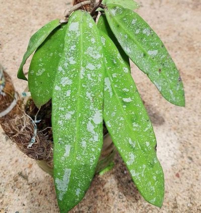 Hoya Sp Dahlia - Easy Care Tropical Indoor Outdoor Plant Exotic Foliage