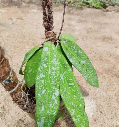 Hoya Sp Dahlia - Easy Care Tropical Indoor Outdoor Plant Exotic Foliage