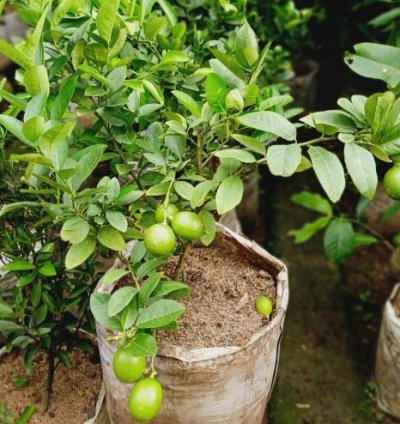 California Lemon Fruit Tree Seedling