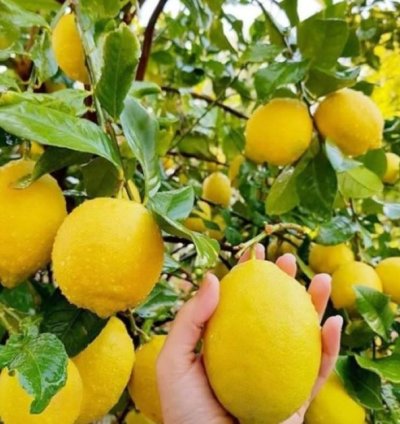 California Lemon Fruit Tree Seedling