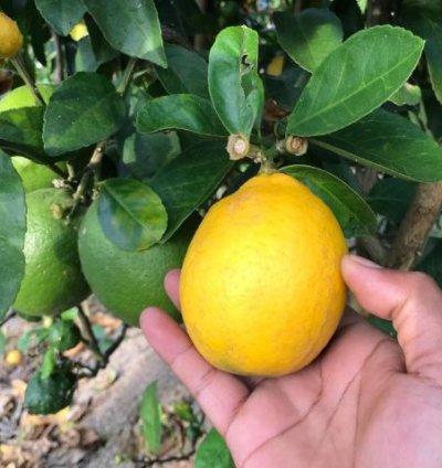 California Lemon Fruit Tree Seedling