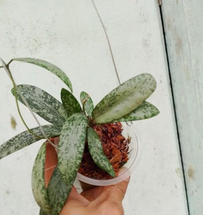 Hoya Singalitis Splash - Easy Care Exotic Indoor Outdoor Foliage Plant