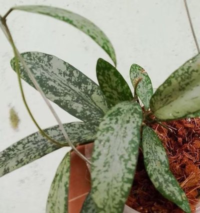 Hoya Singalitis Splash - Easy Care Exotic Indoor Outdoor Foliage Plant