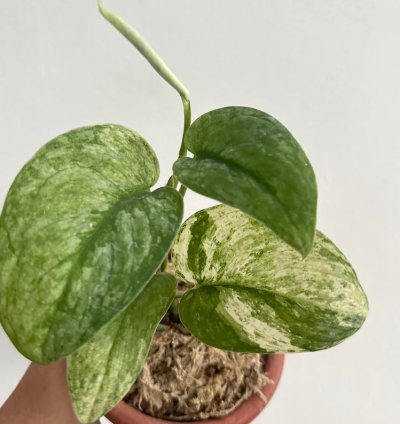 Scindapsus Halimun Salak Variegated - Easy Care Tropical Indoor Outdoor Plant