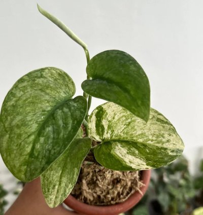 Scindapsus Halimun Salak Variegated - Easy Care Tropical Indoor Outdoor Plant