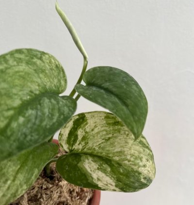 Scindapsus Halimun Salak Variegated - Easy Care Tropical Indoor Outdoor Plant