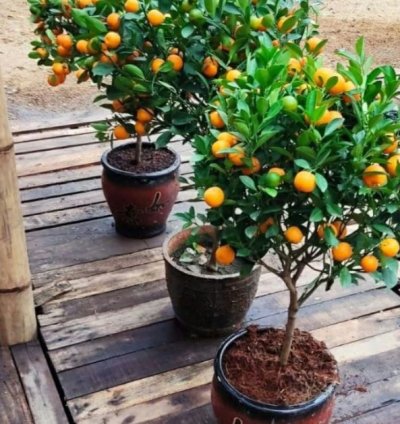 Mandarin Orange Fruit Tree Seedling